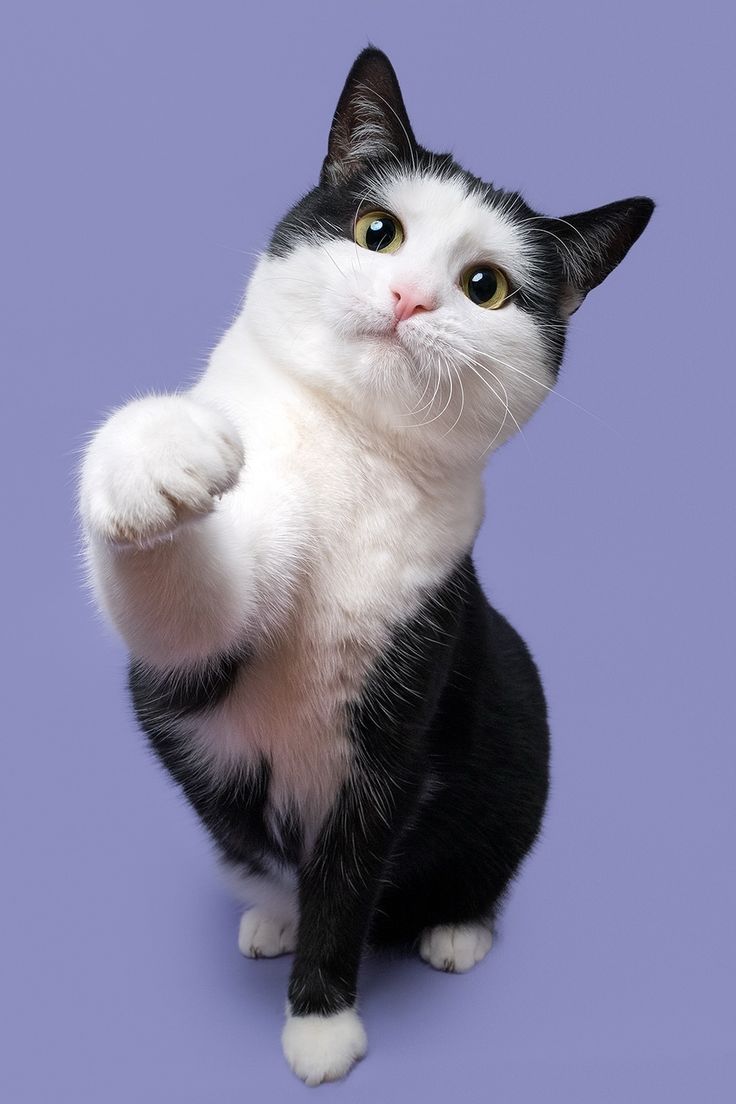 Gatos