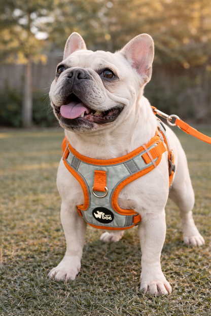 Arnés para perro talla M ajustable – arnés resistente para perros medianos