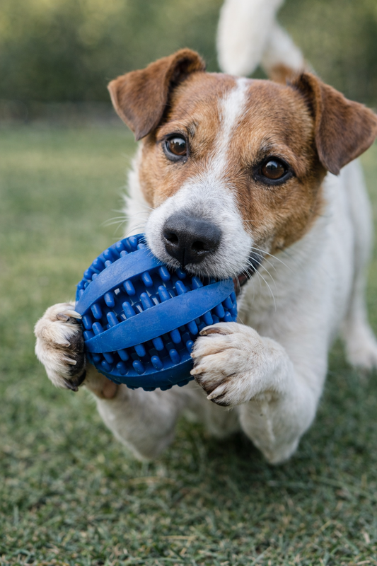 Pelota Mordedora Dental para Perros