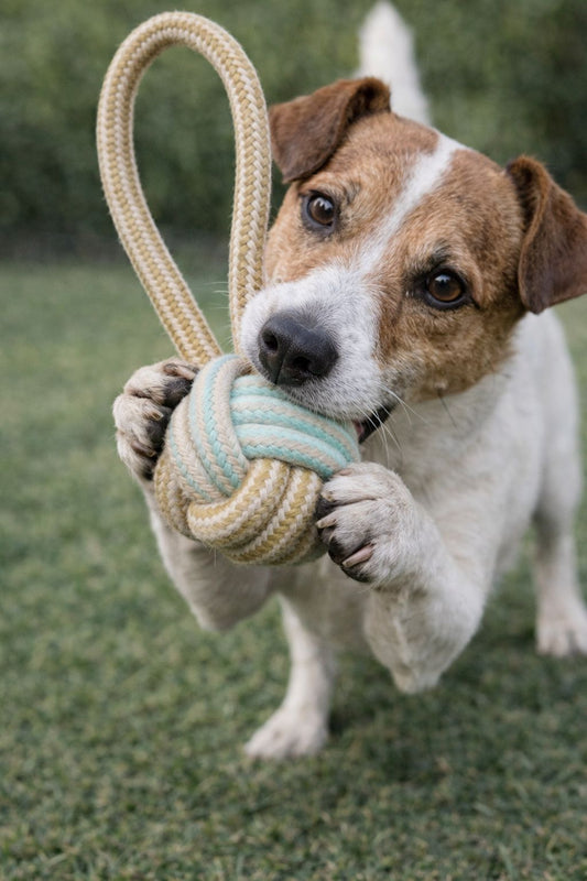 Juguete de Cuerda con nudo para perros – Mordedor resistente para mascotas